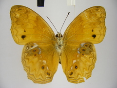 Lachnoptera anticlia
