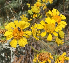 Acmaeodera vernalis