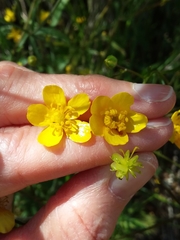 Ranunculus occidentalis occidentalis