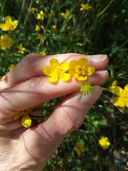 Ranunculus occidentalis occidentalis