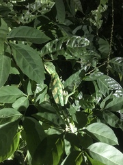 Polychrus gutturosus