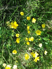 Ranunculus occidentalis occidentalis