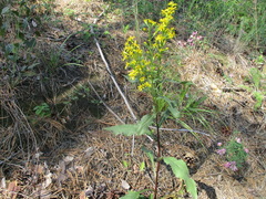 Solidago dahurica