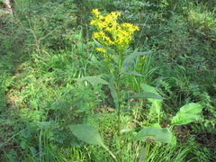Solidago dahurica