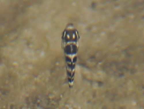 Abudefduf taurus