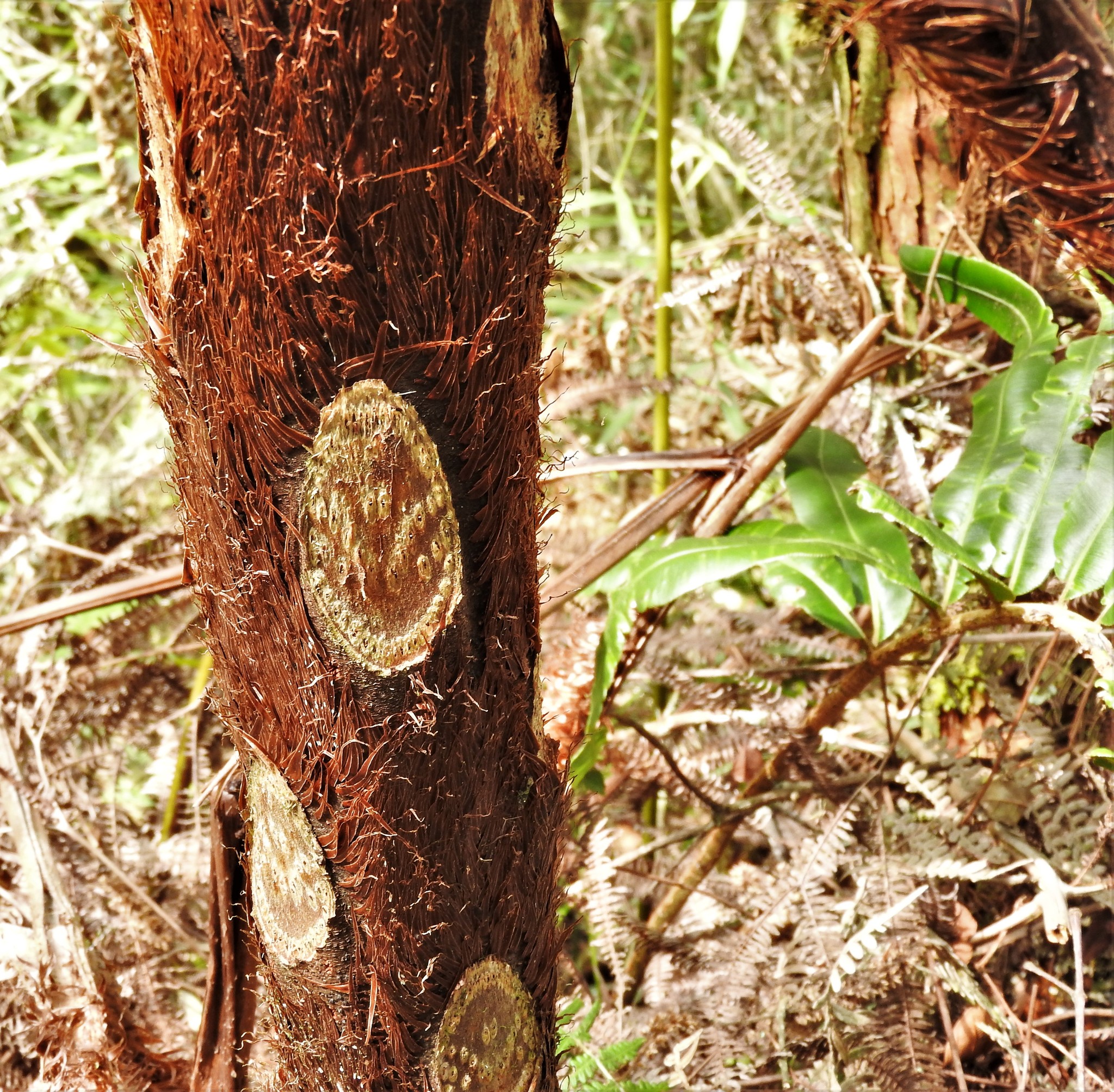 Cyathea frigida