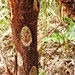 Cyathea frigida - Photo (c) Gabriel Camilo Jaramillo Giraldo, algunos derechos reservados (CC BY-NC-SA), subido por Gabriel Camilo Jaramillo Giraldo