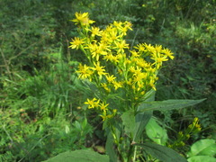 Solidago dahurica