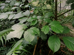 Bischofia polycarpa