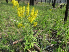 Solidago dahurica