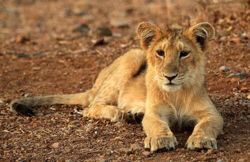 Lion, photo 8 of 9