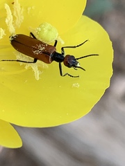 Eupompha schwarzi