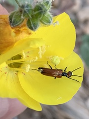 Eupompha schwarzi