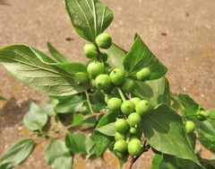 Celticecis oviformis