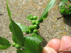 Celticecis oviformis