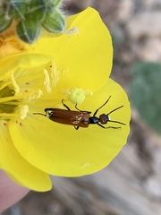 Eupompha schwarzi