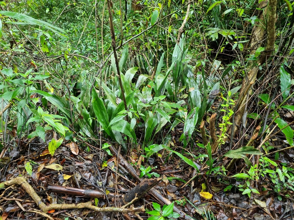 Aspidistra daibuensis; photograph (c) Cesar Ormazabal, some rights reserved (CC BY)