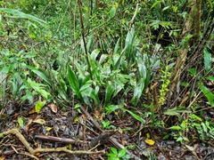Aspidistra daibuensis