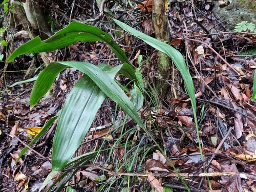 Aspidistra daibuensis, photograph 2