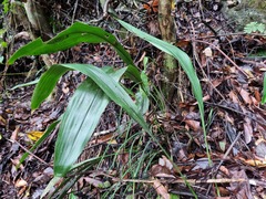(c) Cesar Ormazabal, some rights reserved (CC BY) Aspidistra daibuensis, photograph (c) Cesar Ormazabal, some rights reserved (CC BY)