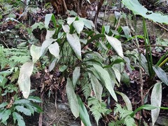 (c) Cesar Ormazabal, some rights reserved (CC BY) Aspidistra daibuensis, photograph (c) Cesar Ormazabal, some rights reserved (CC BY)