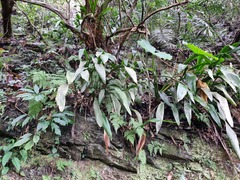 (c) Cesar Ormazabal, some rights reserved (CC BY) Aspidistra daibuensis, photograph (c) Cesar Ormazabal, some rights reserved (CC BY)
