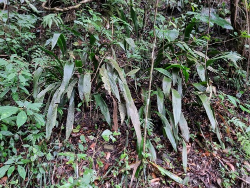 Aspidistra daibuensis, photograph 5