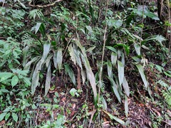 Aspidistra daibuensis, photograph (c) Cesar Ormazabal, some rights reserved (CC BY)