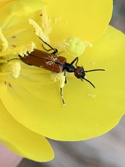 Eupompha schwarzi