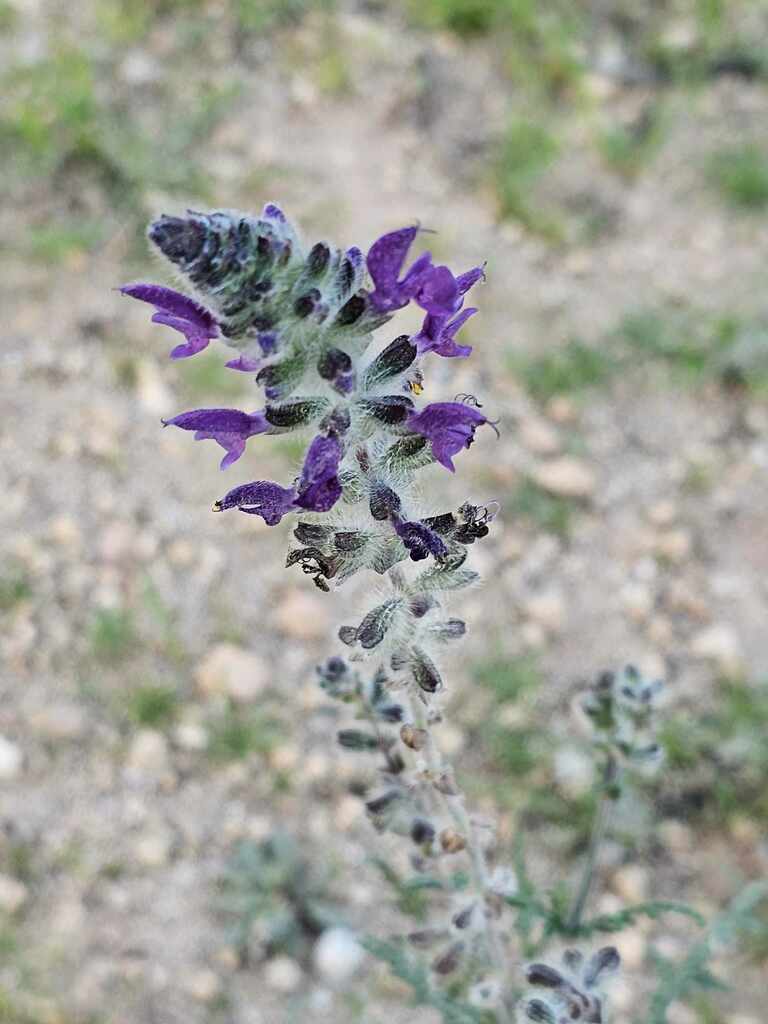 Vervain Salvia