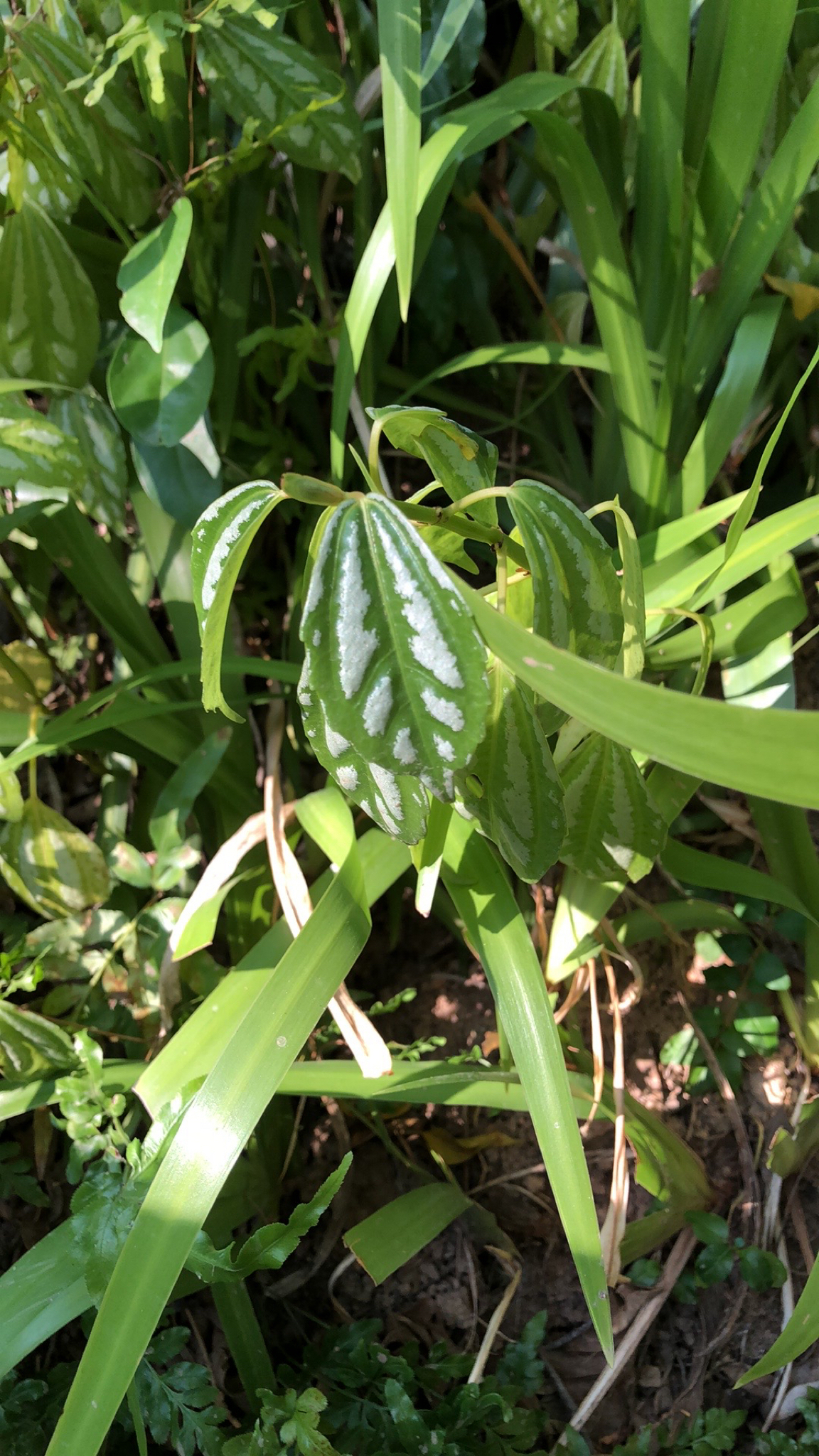 Imagem de Planta-mosaico