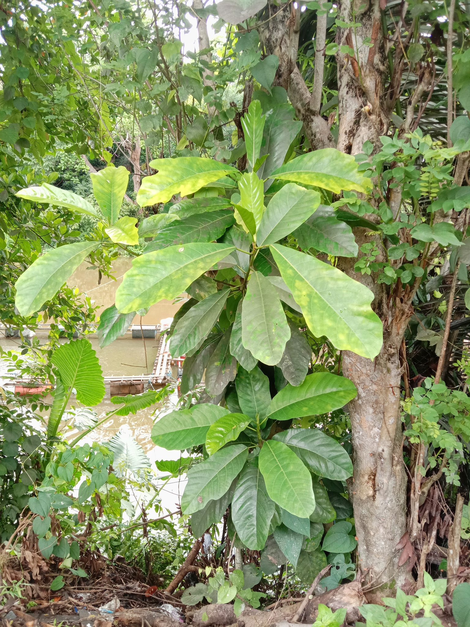 Imagem de Gameleira-branca