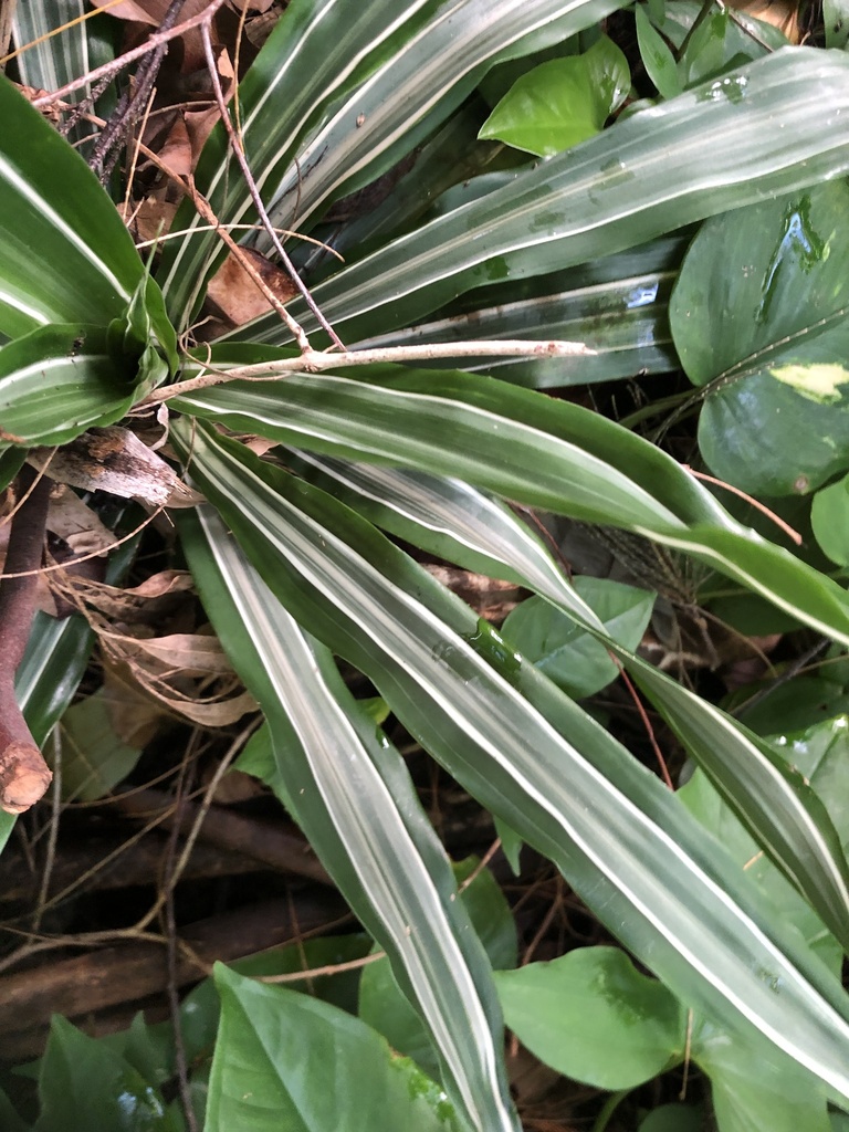 Dracaena fragrans growing