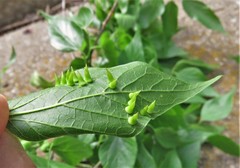 Celticecis spiniformis