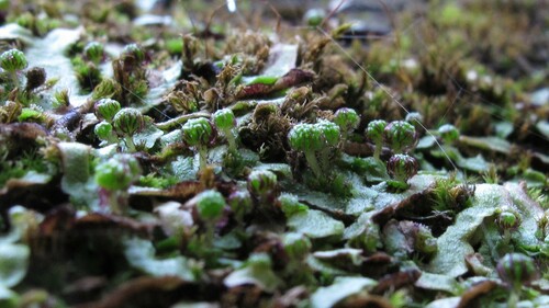 Asterella mussuriensis