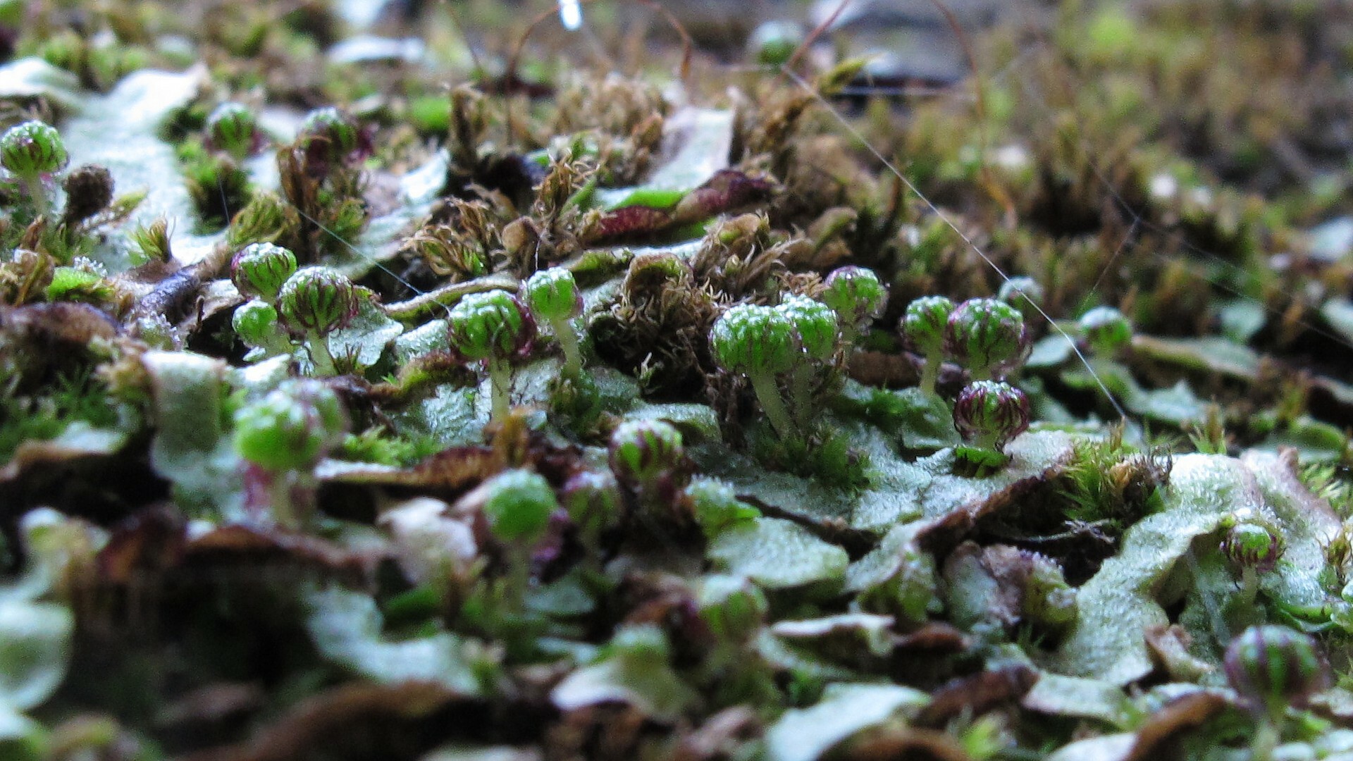 Asterella mussuriensis