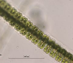 Desmidium
