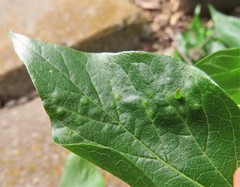 Celticecis spiniformis