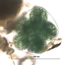 Glaucocystis