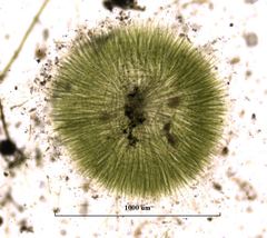 Chaetophora