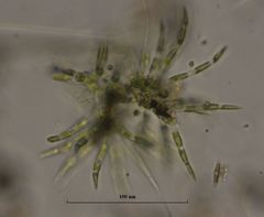 Chaetophoraceae