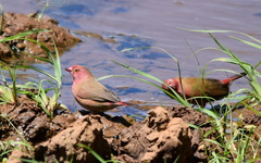 Lagonosticta senegala rendalli