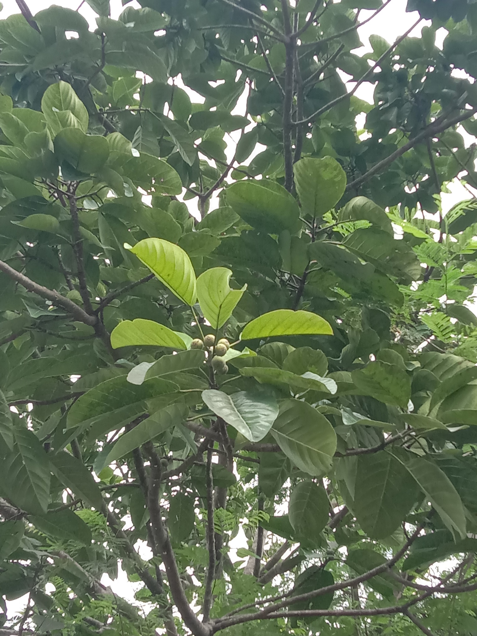 Imagem de Gameleira-branca