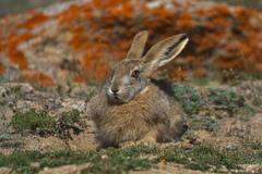Woolly Hare photo 4
