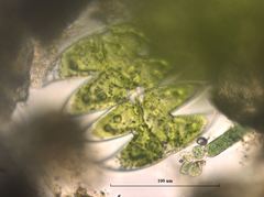 Micrasterias laticeps