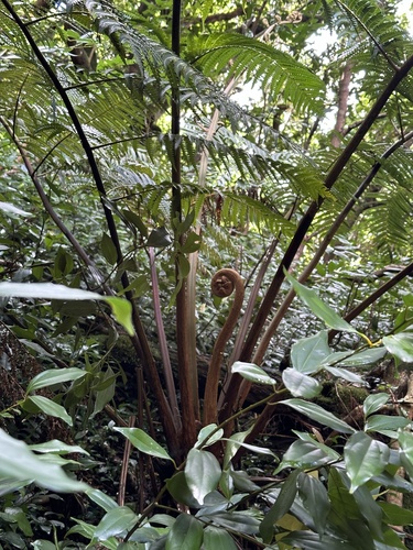 Chamisso's manfern (Cibotium chamissoi)