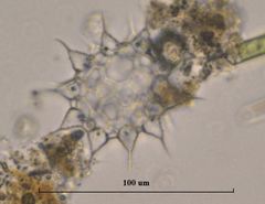 Ducellieria chodatii