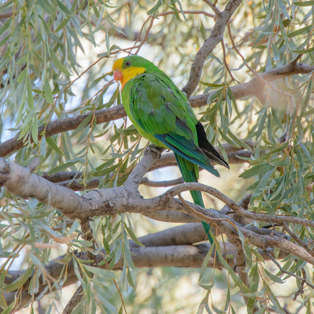 Superb Parrot in March 2014 by Nicole Brooker · iNaturalist