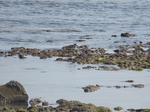 Greater Sand-Plover