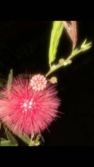 Calliandra haematocephala